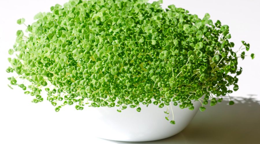 Chia